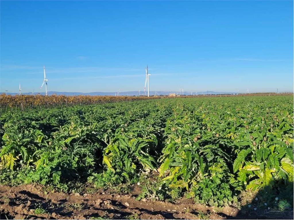 Terreno a Cerignola in SP 68 - Foto 4