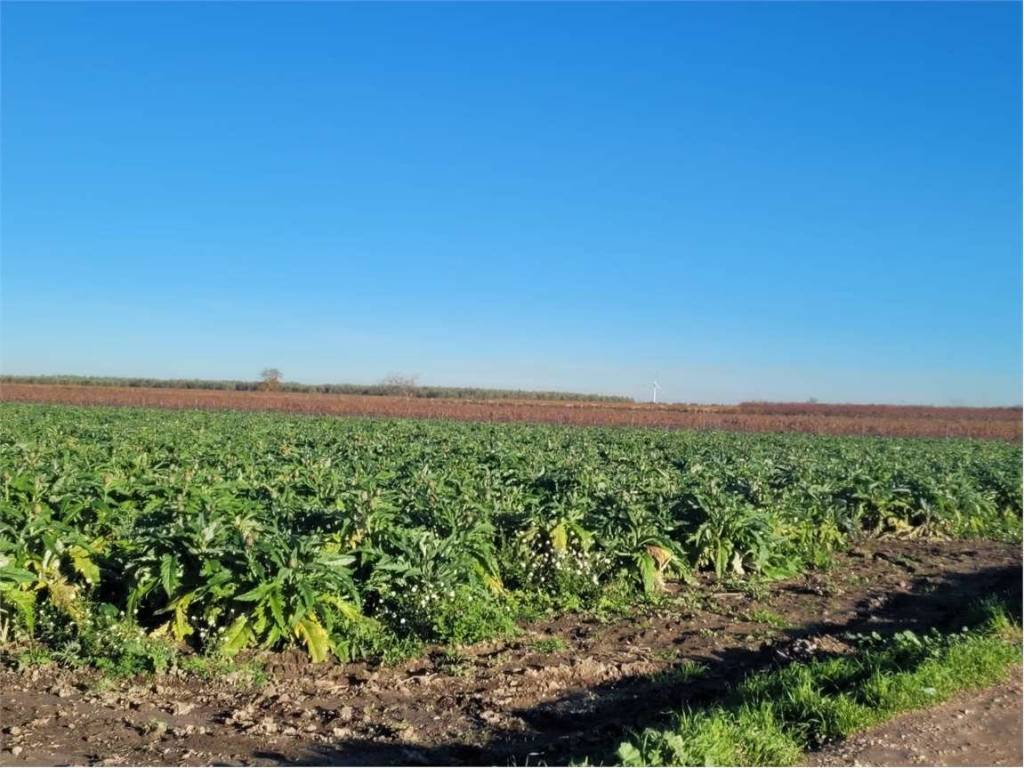 Terreno a Cerignola in SP 68 - Foto 5