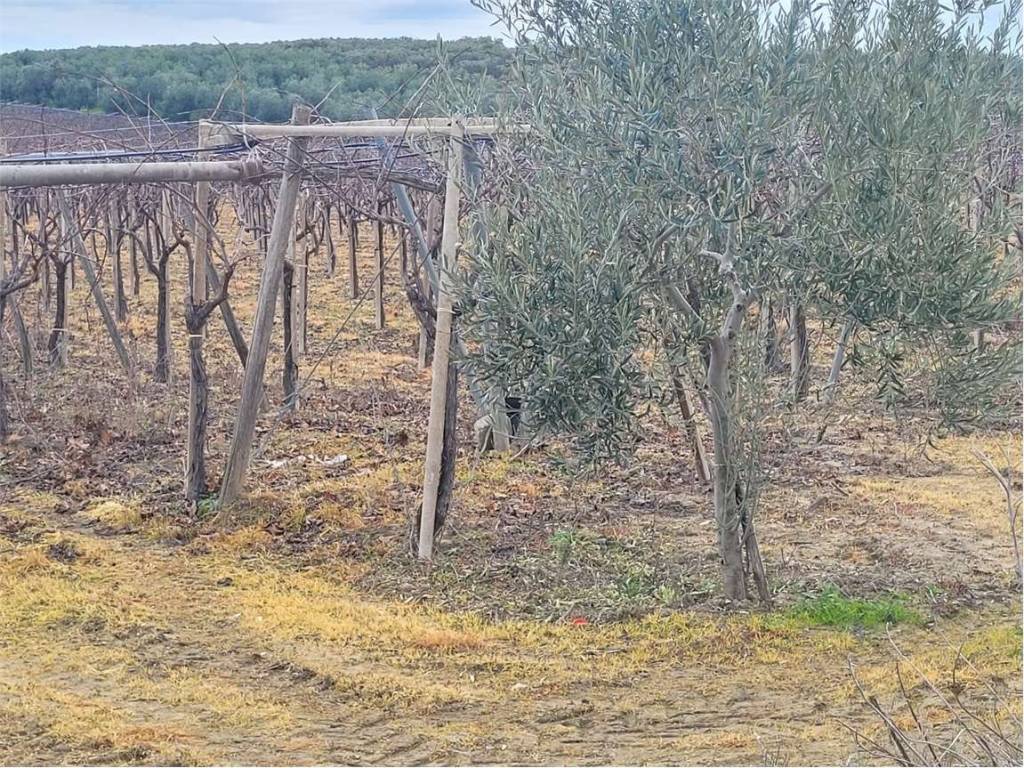 Terreno a Cerignola in VIA SAN SEVERO - Foto 3