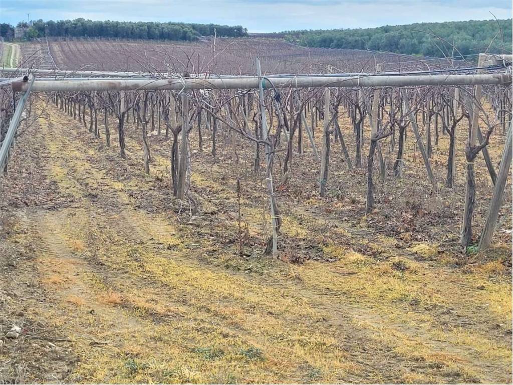 Terreno a Cerignola in VIA SAN SEVERO - Foto 4