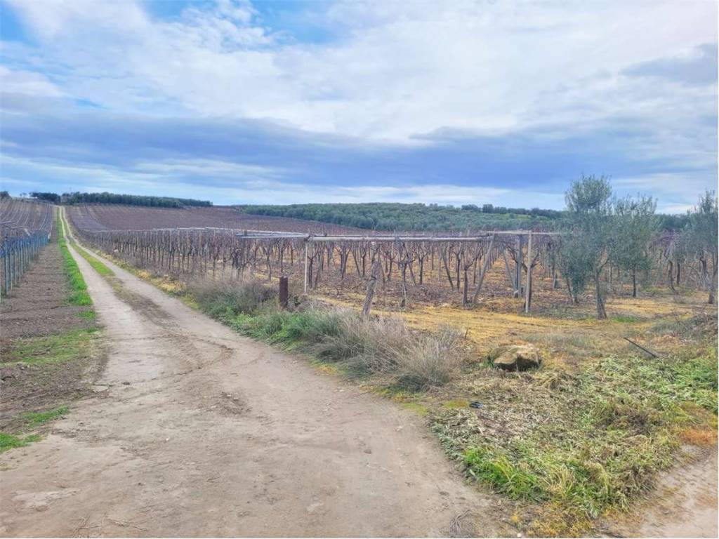 Terreno a Cerignola in VIA SAN SEVERO - Foto 5