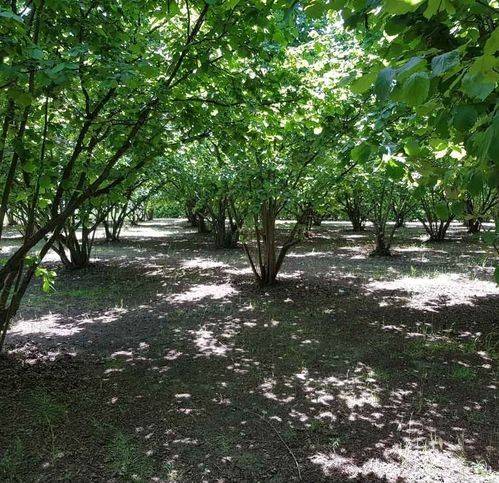 Rustico / casale a Bistagno in SP30 - Foto 5