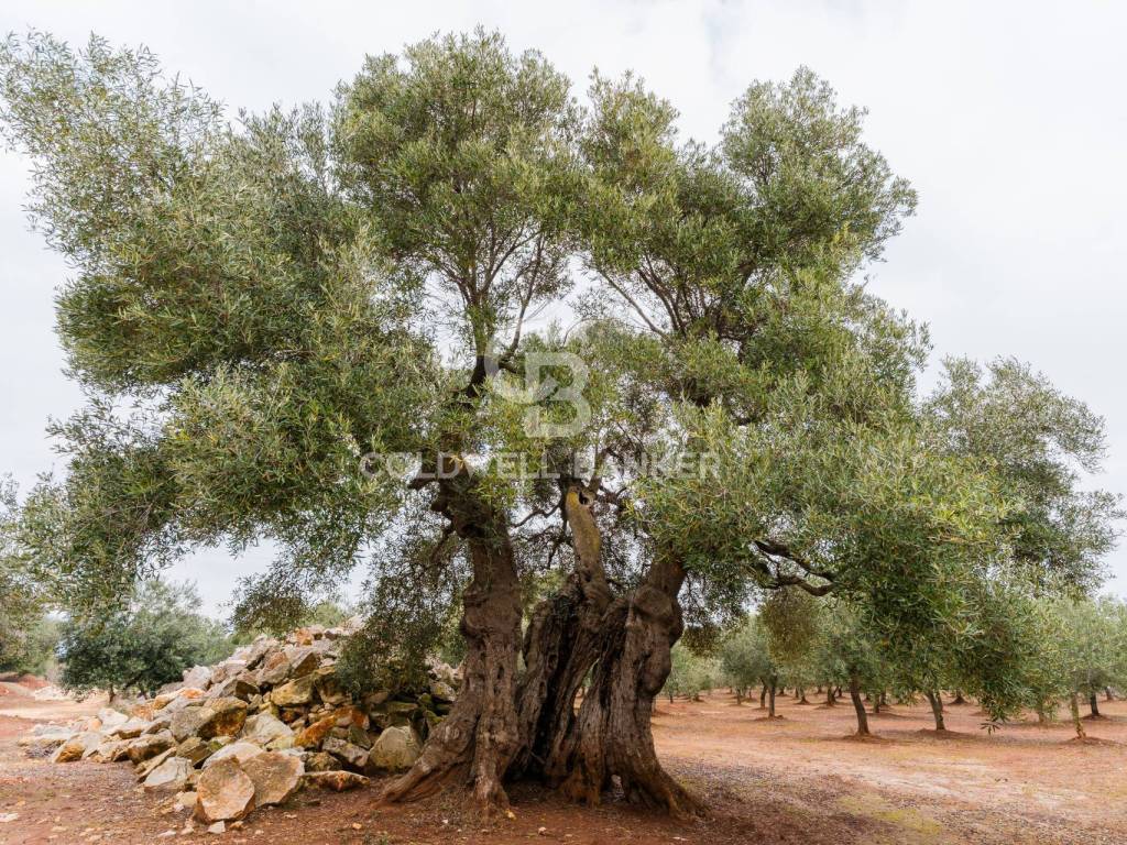 Villa a Ostuni in Contrada San Giovanni - Foto 5