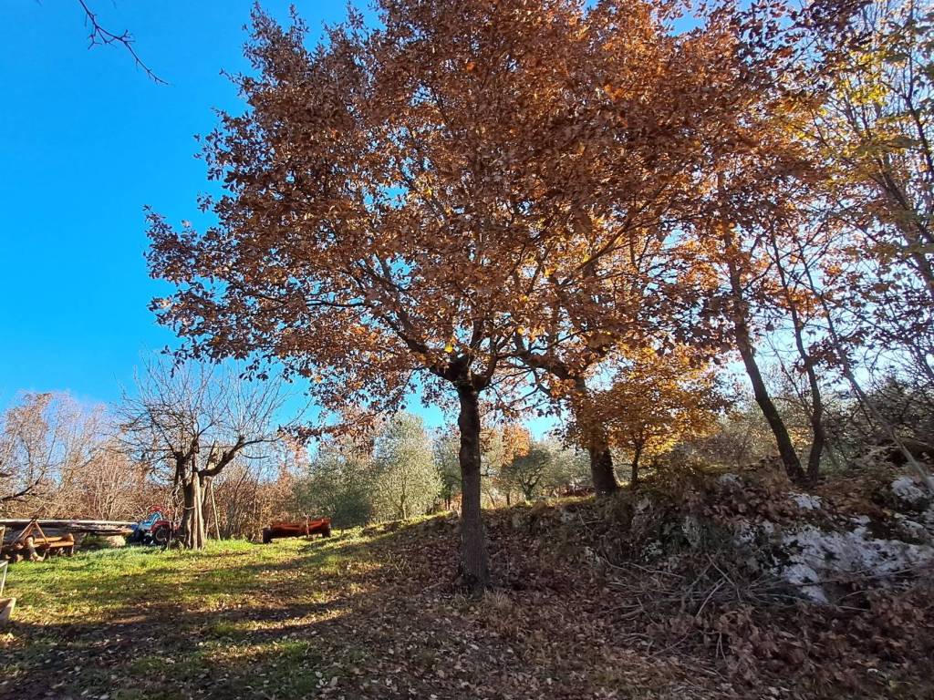 Rustico / casale a Torricella in sabina in Via della Madonna, 17 - Foto 5