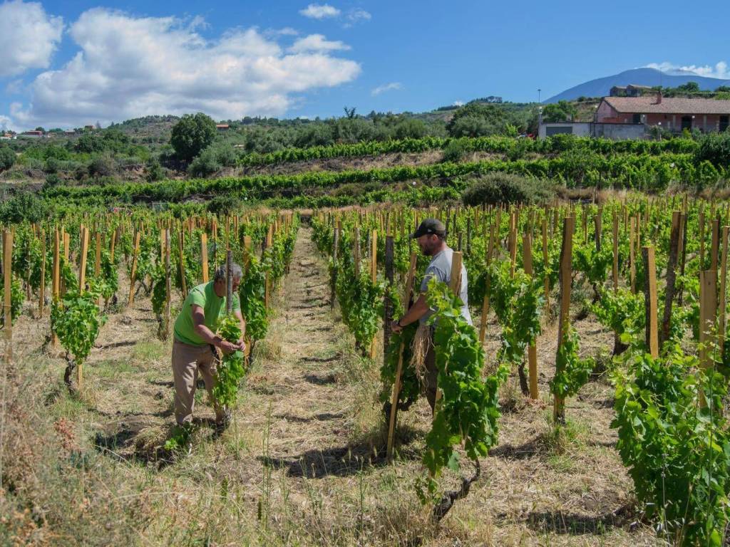 Terreno a Biancavilla in Contrada Guardia Majo - Foto 5