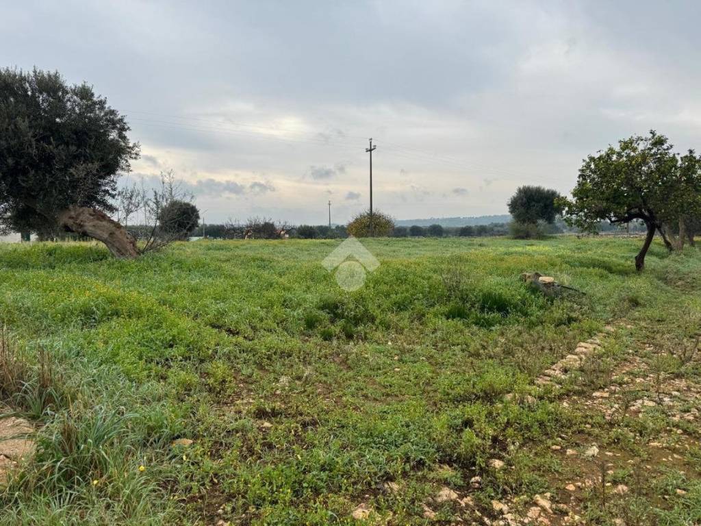 Terreno a Monopoli in Contrada Parco di Tucci - Foto 4