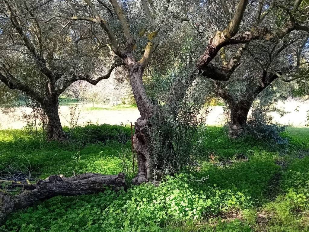 Casa indipendente a Oristano - Foto 3