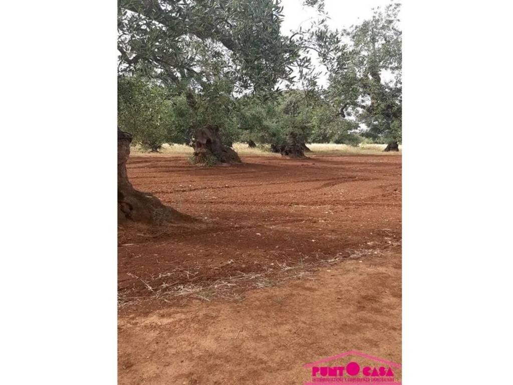 Terreno a Ostuni in Contrada Spagnulo No Number - Foto 3