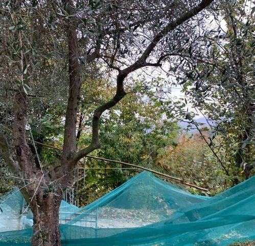 Terreno a Celle ligure in Pecorile - Foto 2