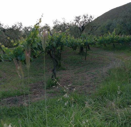 Terreno a Formia in Castellonorato - Foto 2