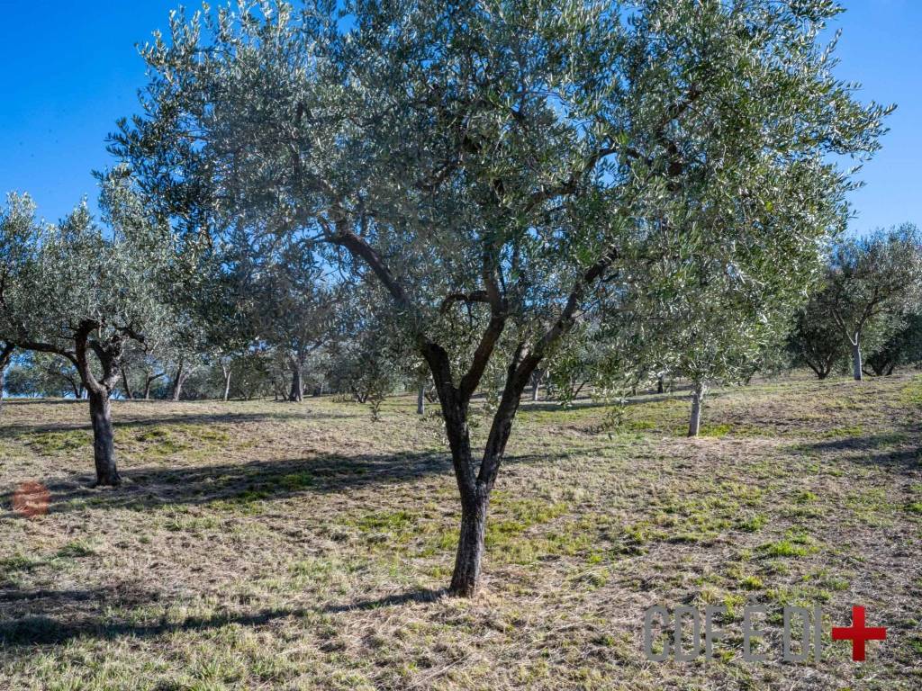 Rustico / casale a Mompeo in SP46 - Foto 5