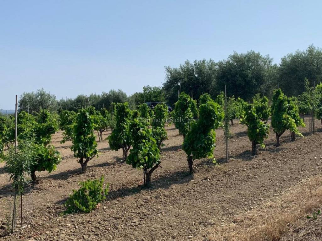 Terreno a Noto in Contrada Belliscala - Foto 2