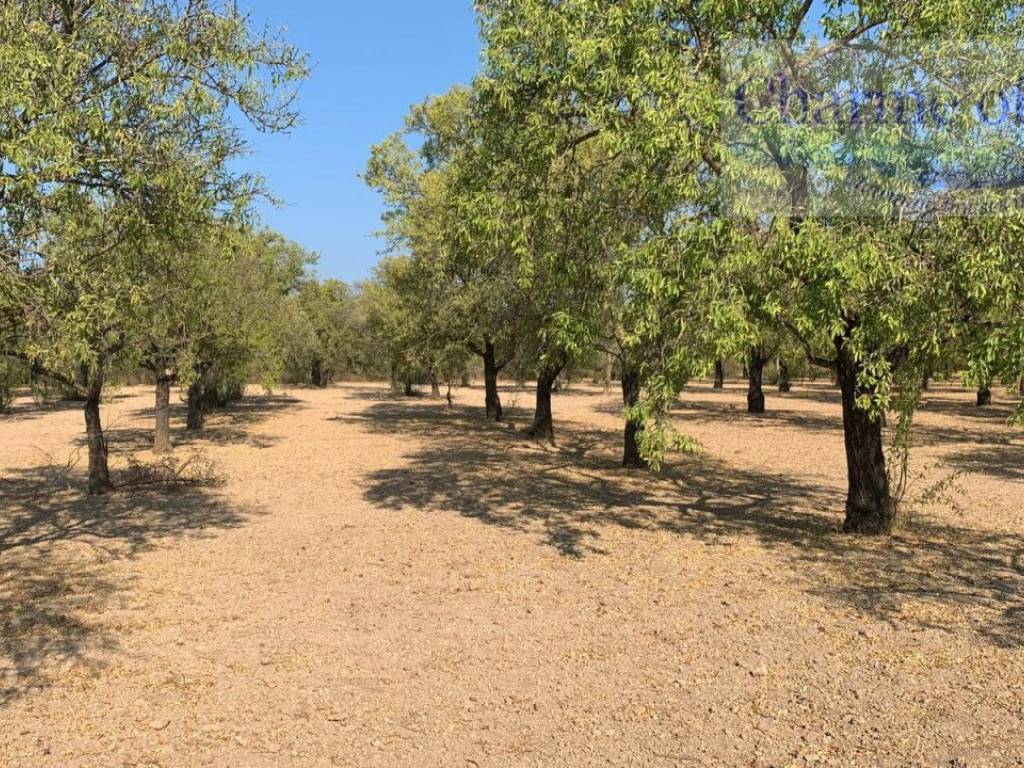 Rustico / casale a Noto in Contrada Bonivini - Foto 3