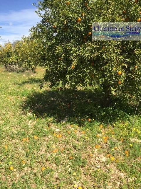 Terreno a Rosolini in Contrada Pirainito - Foto 2