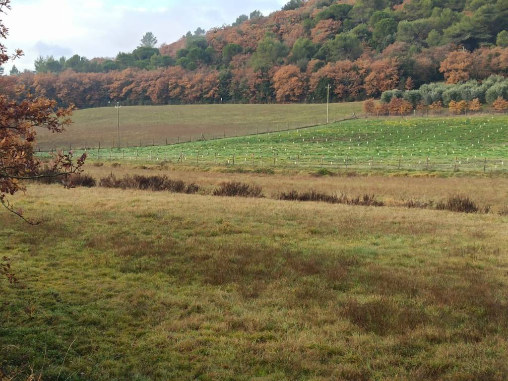 Terreno a Panicale in Via del Lago, 9 - Foto 5