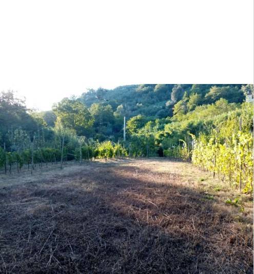 Terreno a Pistoia in Via San Felice e Piteccio - Foto 3