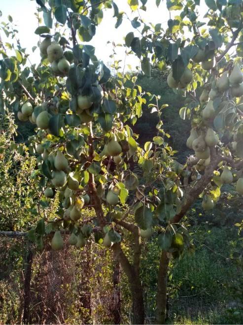 Terreno a Pistoia in Via San Felice e Piteccio - Foto 4