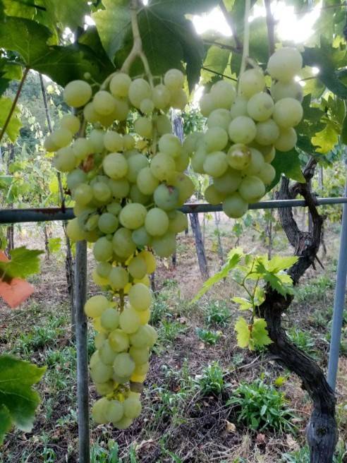 Terreno a Pistoia in Via San Felice e Piteccio - Foto 5