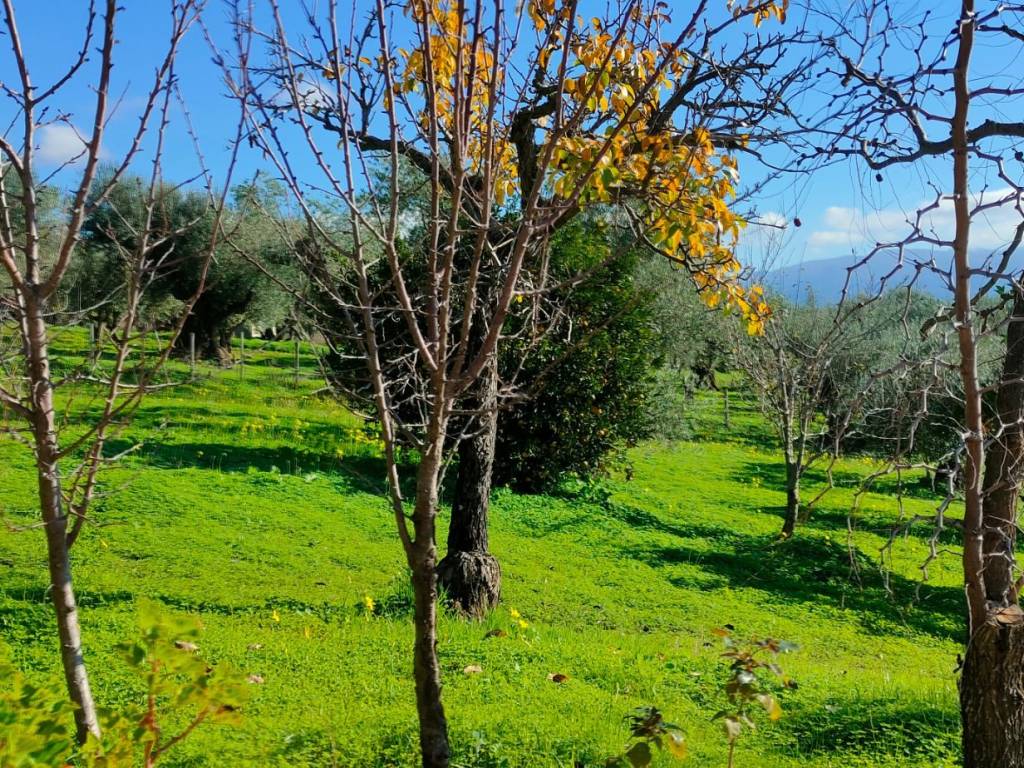 Villa a Francavilla angitola in CONTRADA BADIA - Foto 2