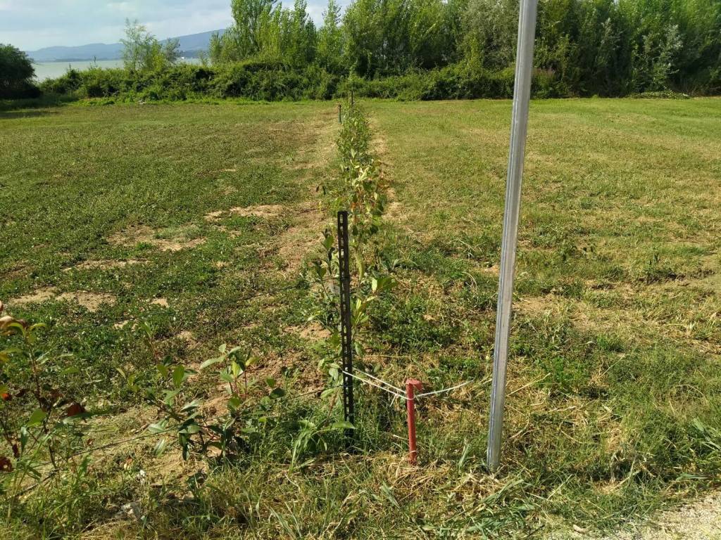 Terreno a Magione in Lungolago Torricella, 1 - Foto 3