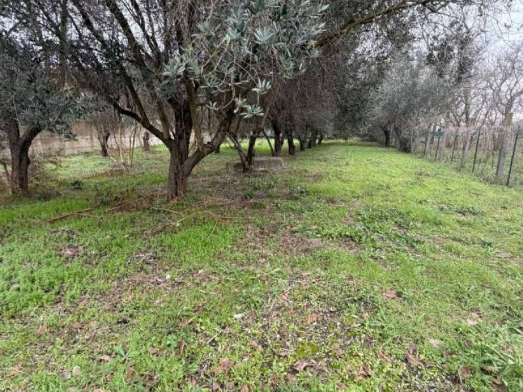 Terreno a Scisciano in via Rossi snc - Foto 4
