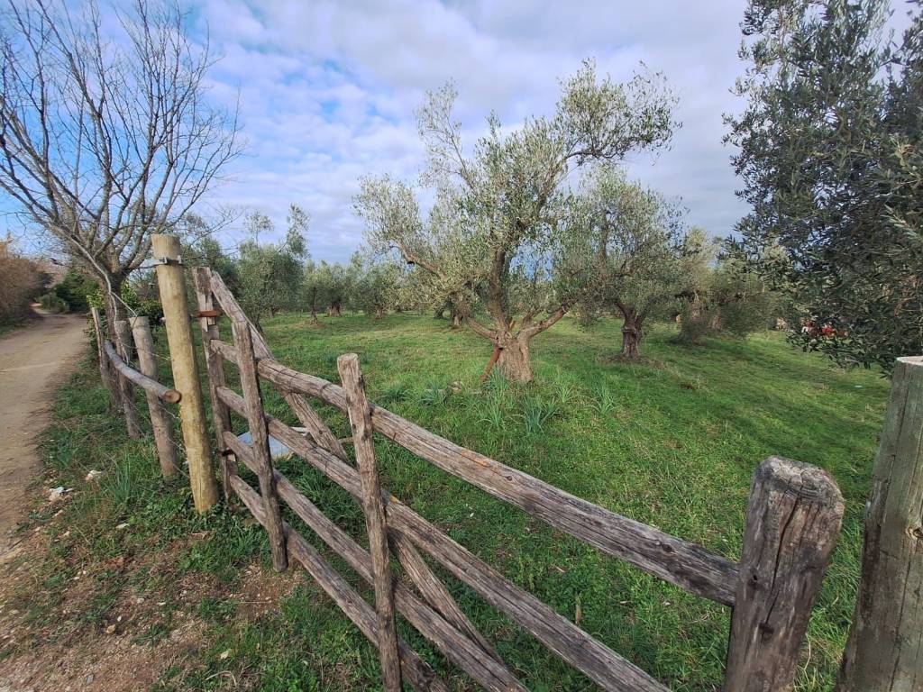 Terreno a Allumiere - Foto 2