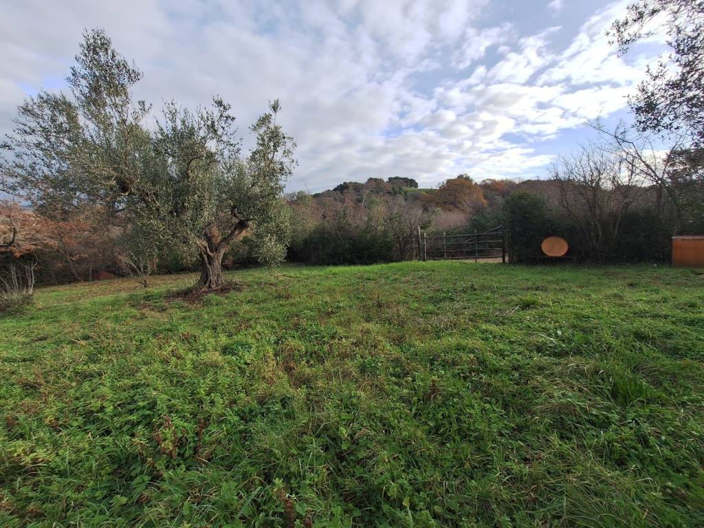 Terreno a Allumiere - Foto 3