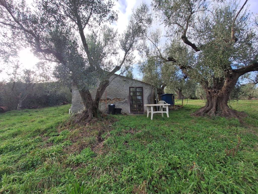 Terreno a Allumiere - Foto 4