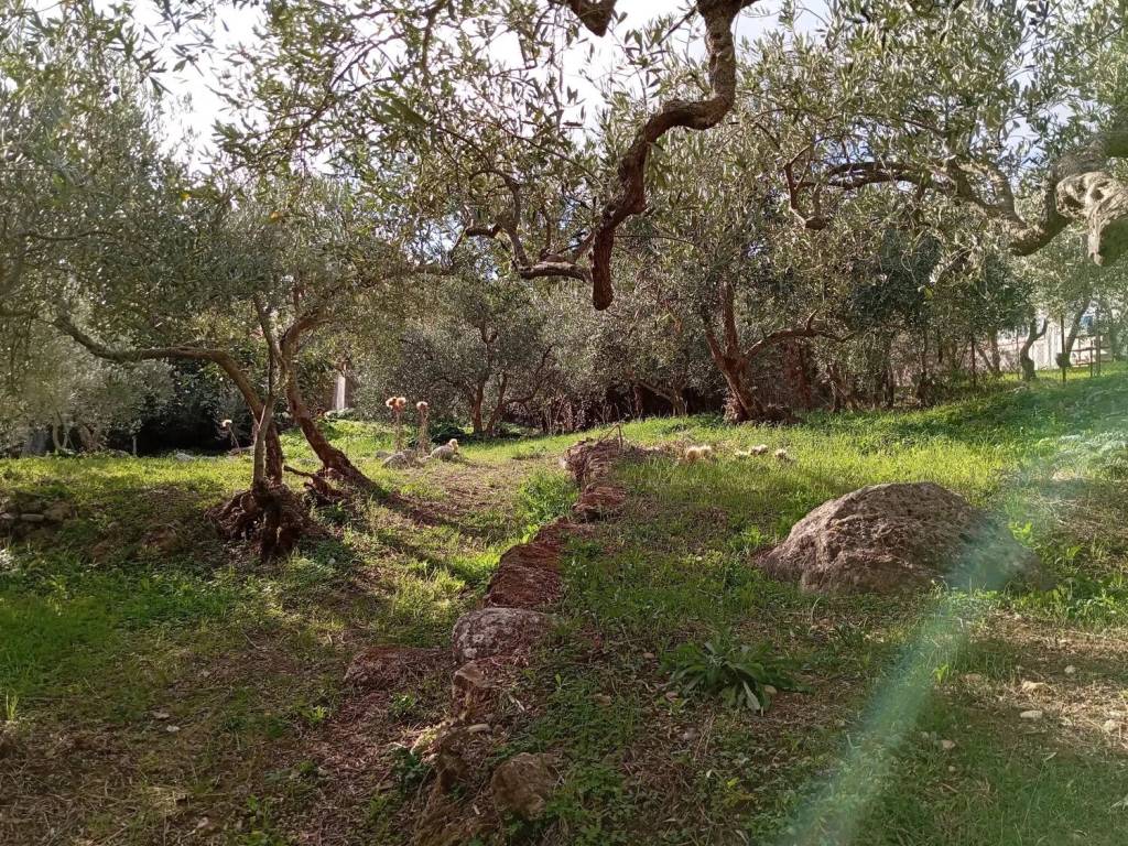 Terreno a Monreale in Via M 31, 21 - Foto 5