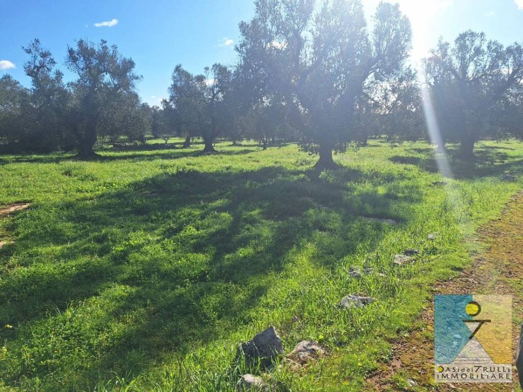 Rustico / casale a San michele salentino in Contrada Sardella - Foto 3