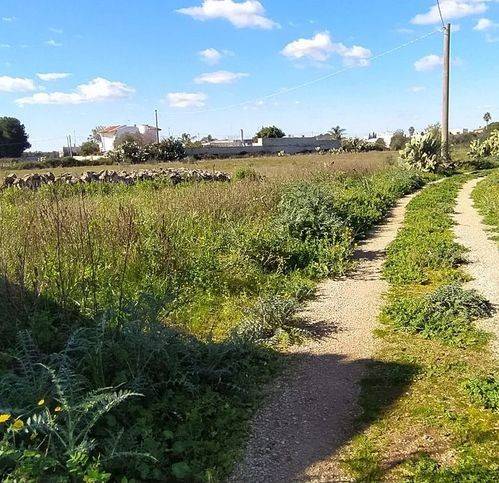 Terreno a Soleto in Contrada Mendule' - Foto 4