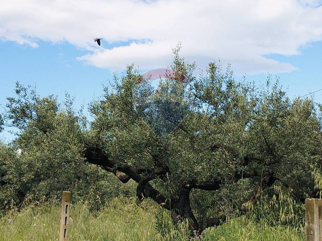 Terreno a Cepagatti in VIA VENTIGNANO - Foto 2