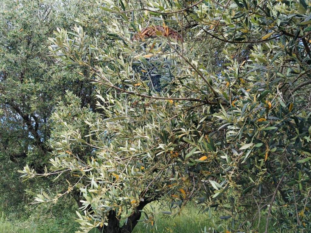 Terreno a Cepagatti in VIA VENTIGNANO - Foto 5