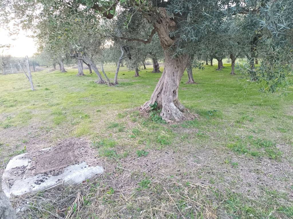 Terreno a Treglio - Foto 2
