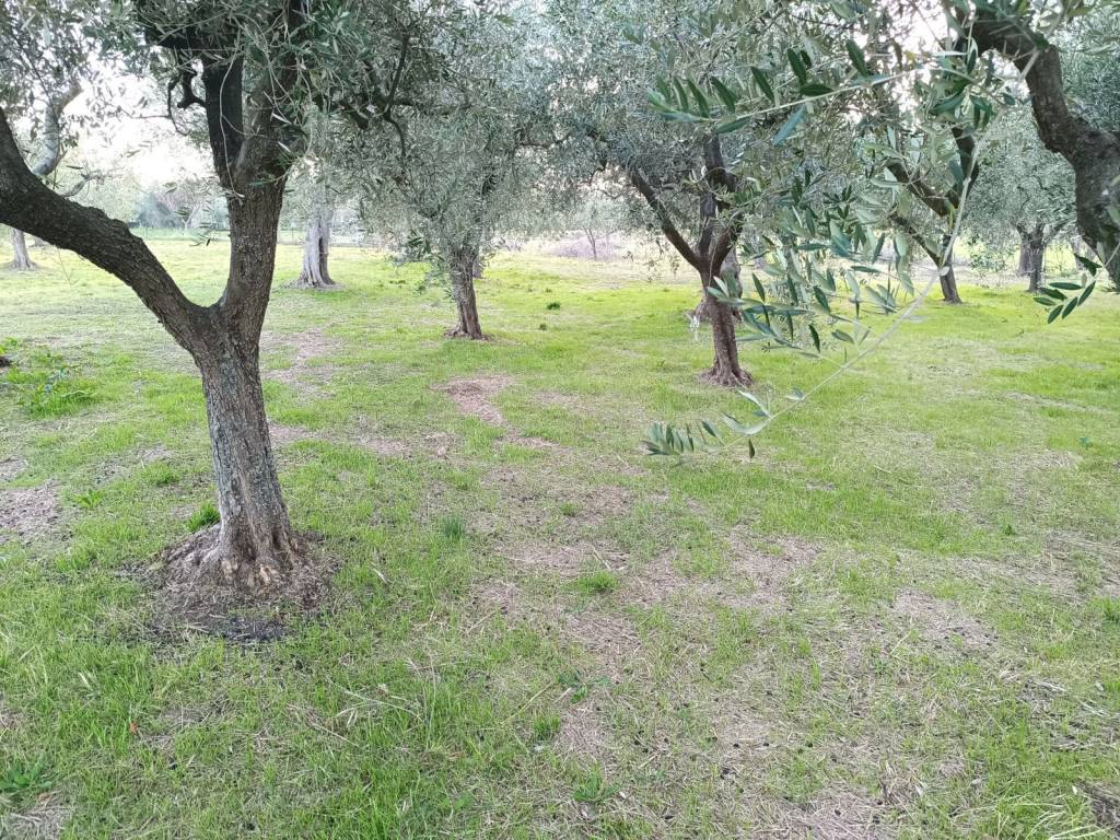 Terreno a Treglio - Foto 3
