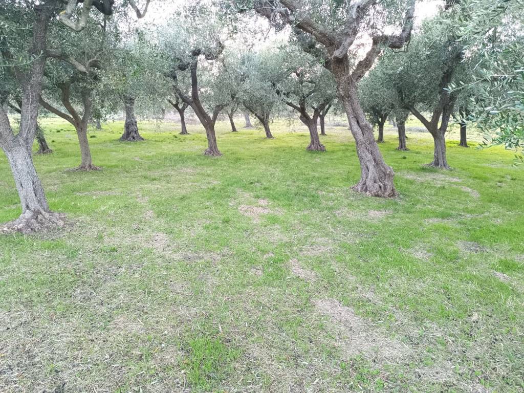 Terreno a Treglio - Foto 4