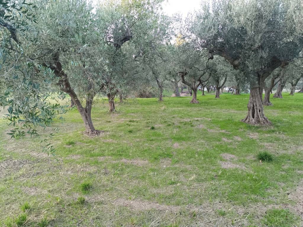 Terreno a Treglio - Foto 5