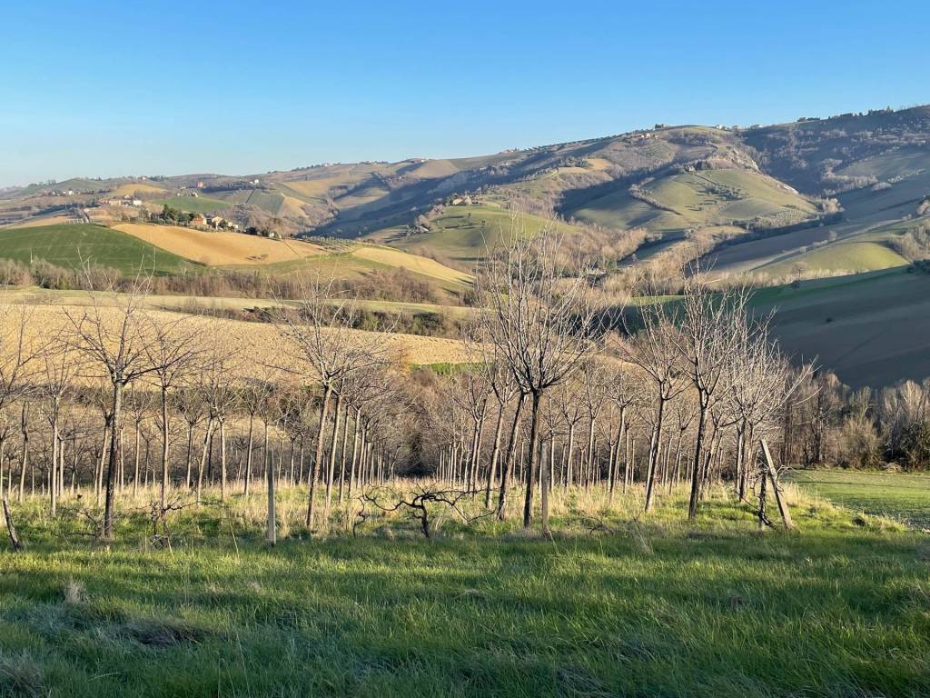 Casa indipendente a Castignano in contrada san venanzio - Foto 4