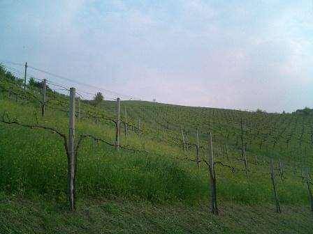 Terreno a Savignano sul panaro - Foto 2