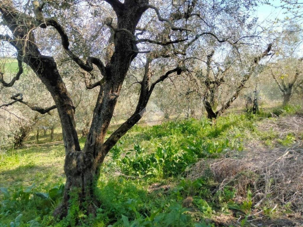 Terreno a Castel di lama in Contrada collecchio, 1 - Foto 2