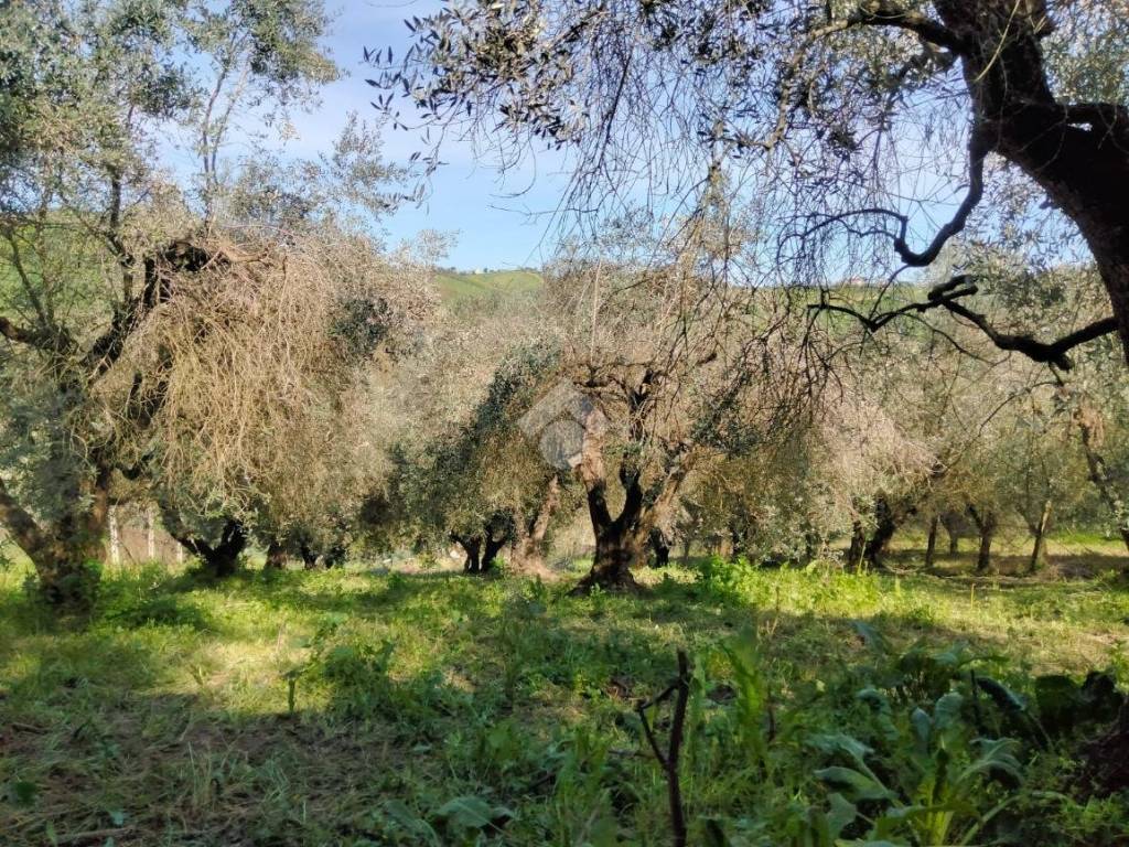 Terreno a Castel di lama in Contrada collecchio, 1 - Foto 3