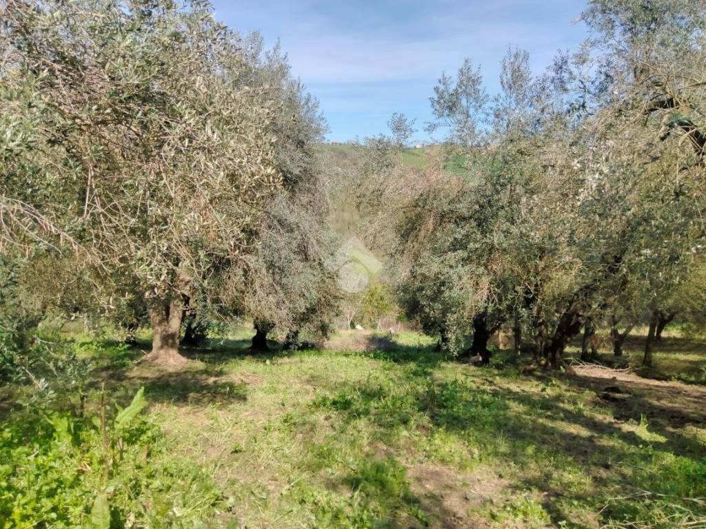 Terreno a Castel di lama in Contrada collecchio, 1 - Foto 5