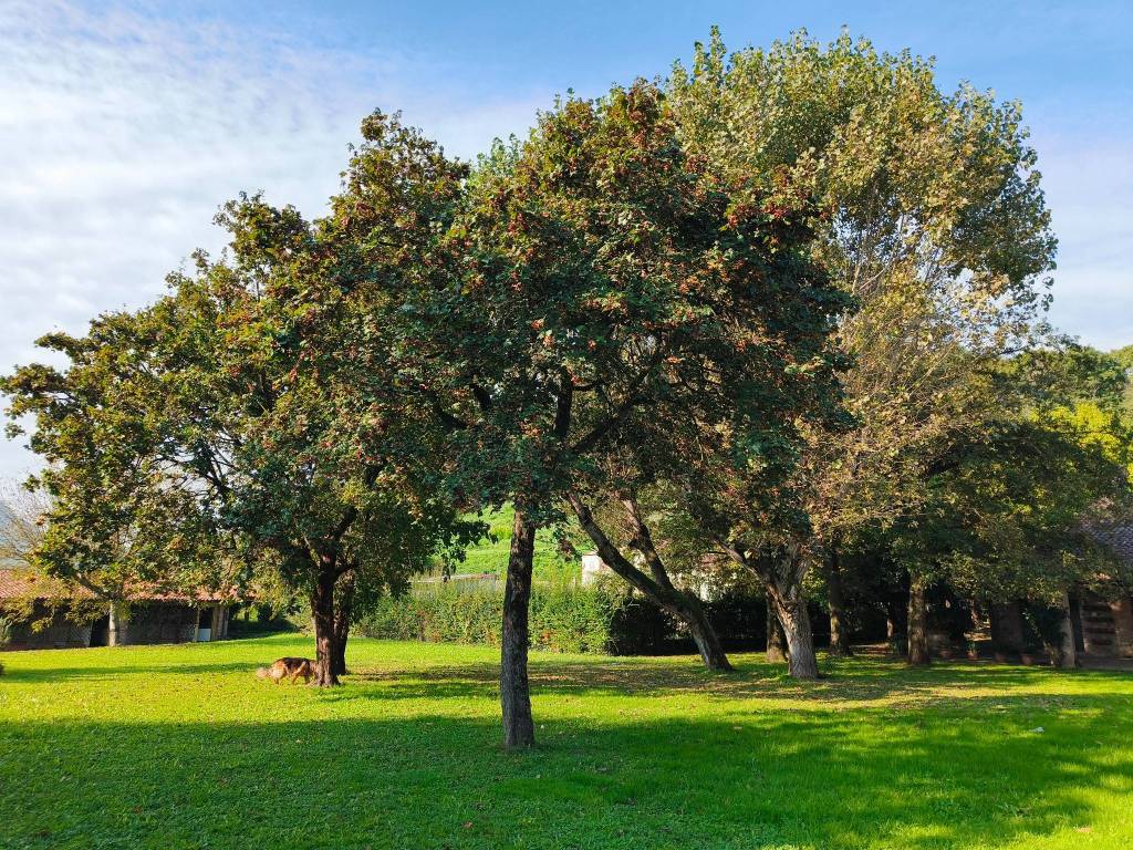 Villa a Teolo in Via Euganea Treponti - Foto 5