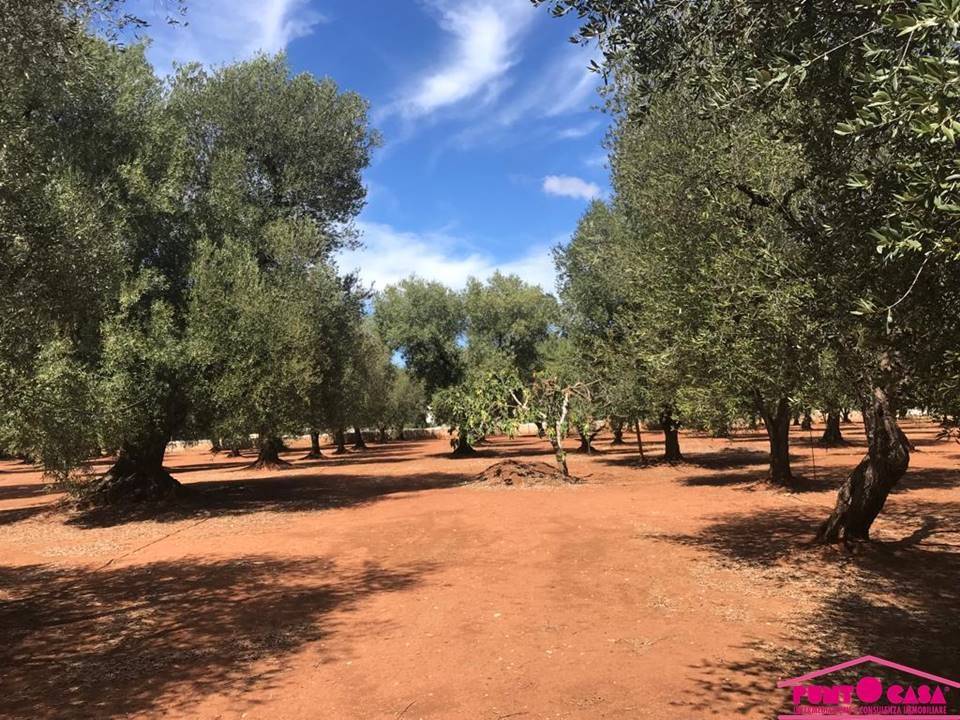 Rustico / casale a Ostuni in SP28 - Foto 2