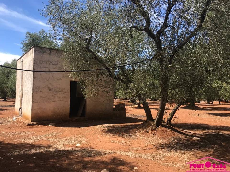 Rustico / casale a Ostuni in SP28 - Foto 3