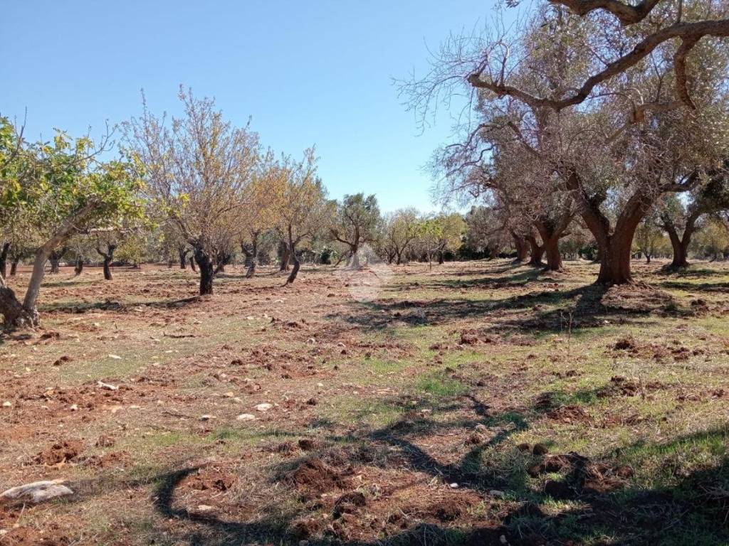 Terreno a Carovigno in Contrada Belvedere - Foto 2