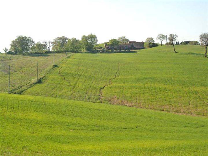 Terreno a Scansano - Foto 3