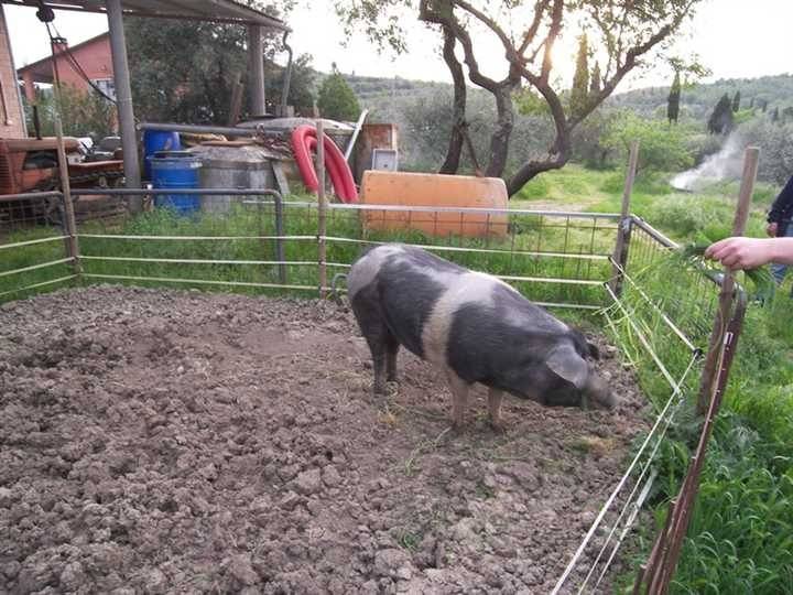 Terreno a Sinalunga - Foto 2