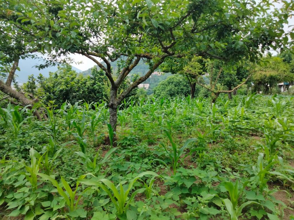 Terreno a Cava de' tirreni - Foto 4