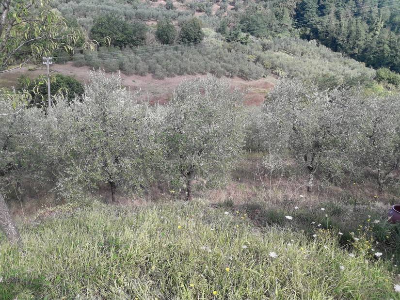 Terreno a Serravalle pistoiese in Via Baco, 16 - Foto 3